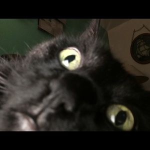 Meet your Posher, Morgan